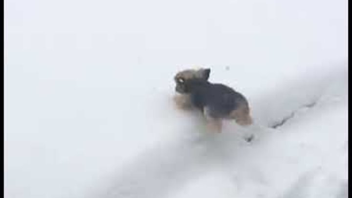 Зима. Собаки и снег.