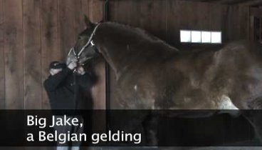 PORTAGE DAILY REGISTER VIDEO: Big horse