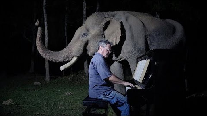 Beethoven “Moonlight Sonata” for Old Elephant