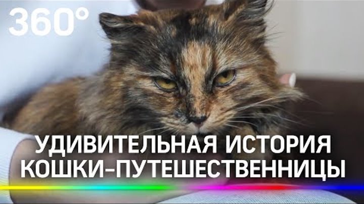 Кошка-разведчица устроила переполох среди военных и заставила их пом ...