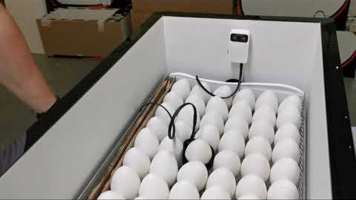 Датчик на яйцо в инкубаторе. Инкубатор ово. Датчик температуры в инкубаторе ИФХ-500. Датчик температуры яйца Egg sensor. Датчик влажности для инкубатора РЭМИЛ.