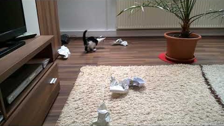 Котёнок играет с бумажками.