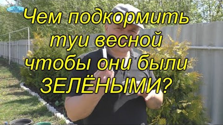 Чем подкормить тую весной? (из нашего опыта)