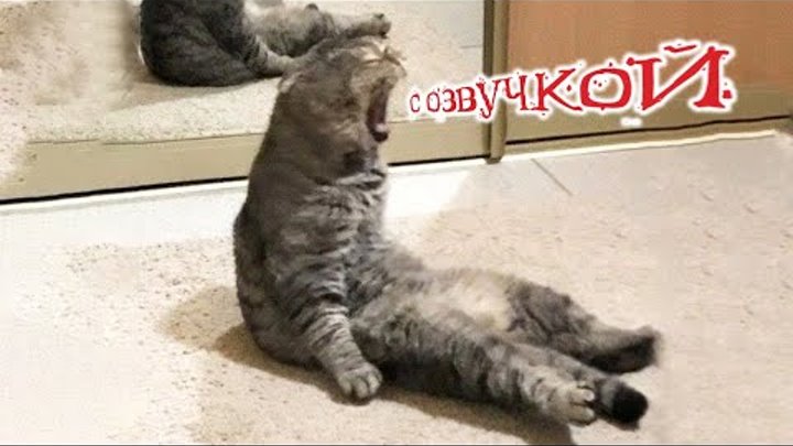 Приколы с котами! С ОЗВУЧКОЙ! -Самые СМЕШНЫЕ ЖИВОТНЫЕ! Смешные коты  ...