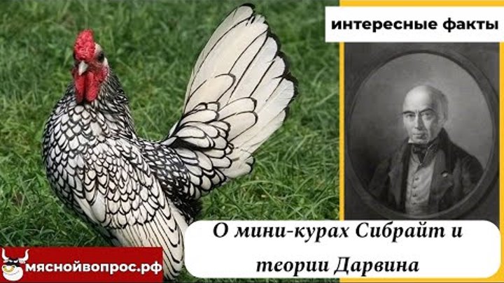 О мини-курах Сибрайт и теории Дарвина (с комментариями птицевода).ИН ...