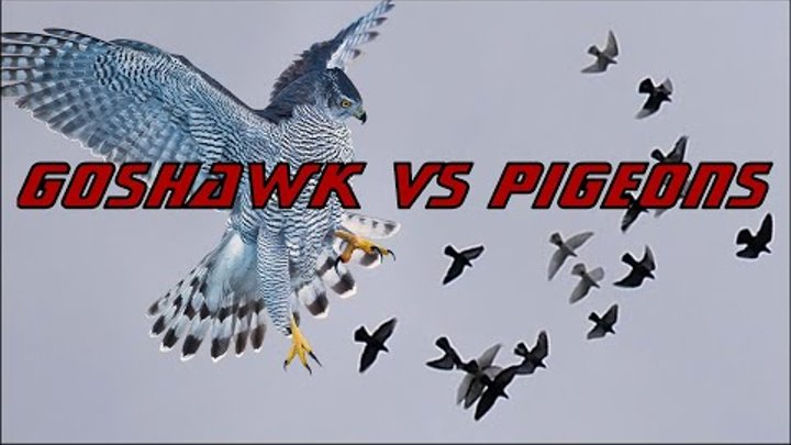 Goshawk Vs Pigeons | Hawk's spectacular hunting flights