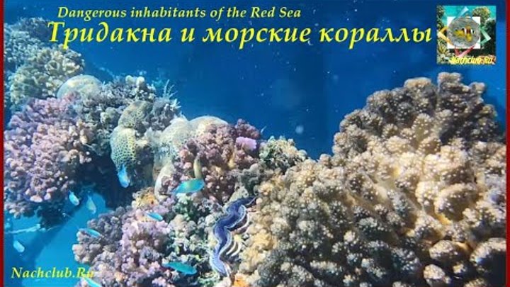 Dangerous inhabitants of the Red Sea - тридакна и морские кораллы
