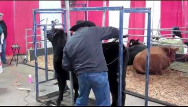 Clipping and Grooming Cattle on Show Day