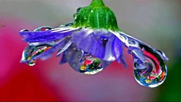 Gorgeous water drops on the flowers (HD1080p)