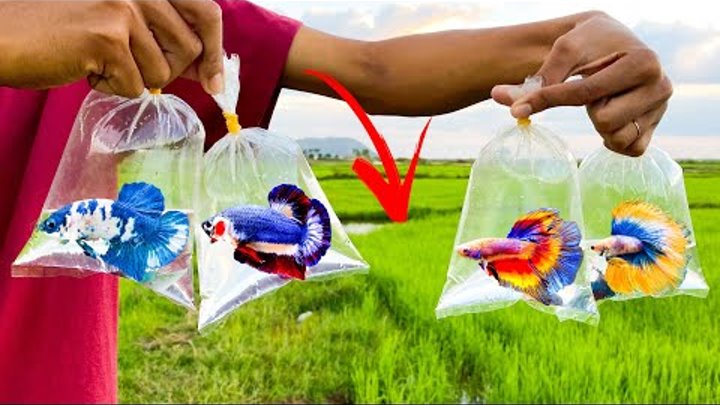 How To Sell Betta Fish Catching From Amazing Place To A Skeptic