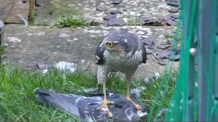 Sparrowhawk in my garden 26-22024