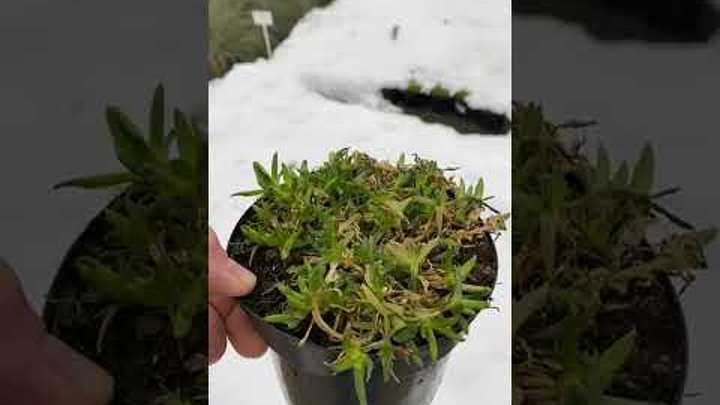 Как зимует делосперма в питомнике растений ВсеСорта?