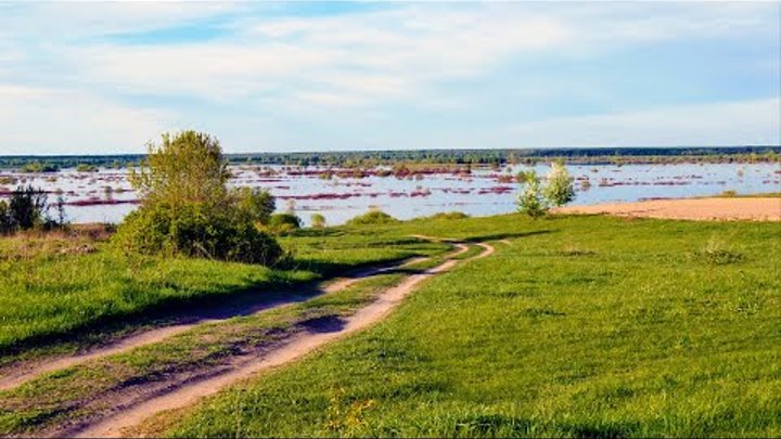 Relaxing walk in nature, bird voices and wind for background and stu ...