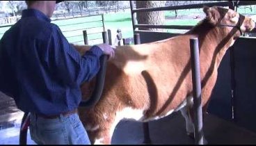 Proper Blower Technique - Show Cattle