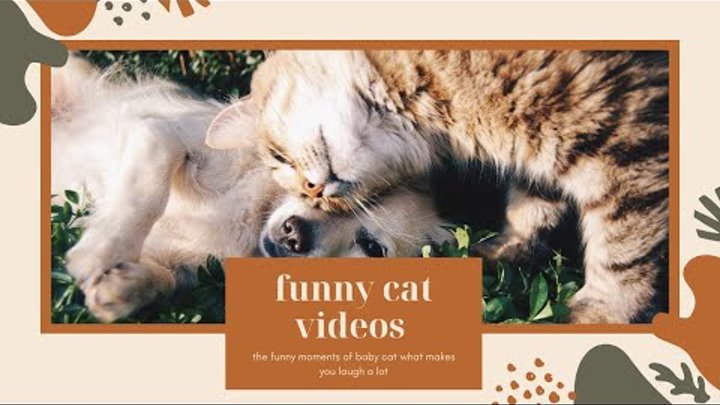 Baby Cat funny moments  | Cat funny videos | Top  Funniest Pets Vide ...
