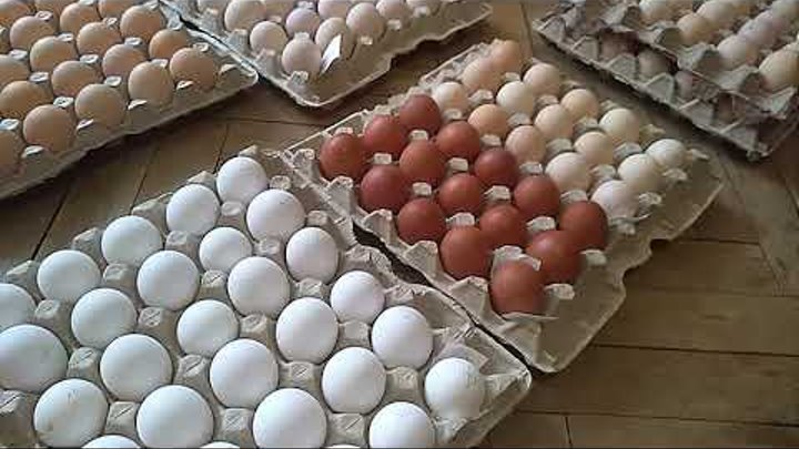 Привезли инкубационное яйцо  марана из генофонда  Яйцо индейки, цвет ...
