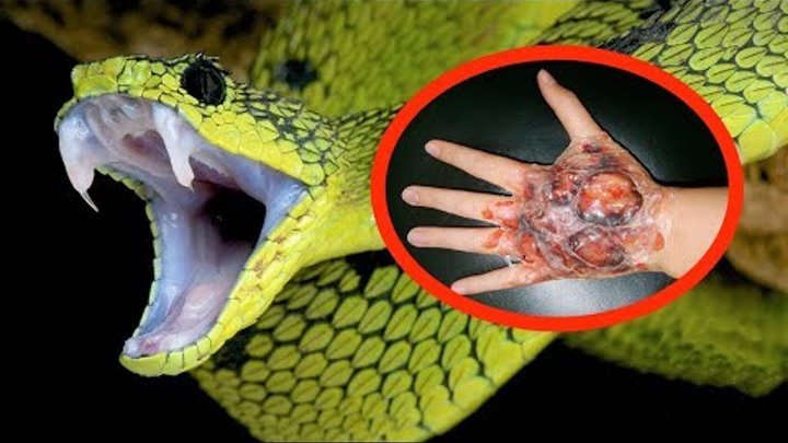 Самые опасные и Ядовитые змеи в Мире - ТОП 5