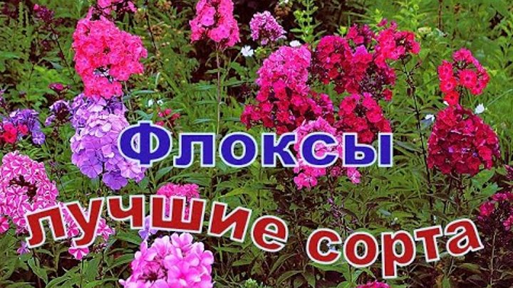 Флоксы лучшие сорта