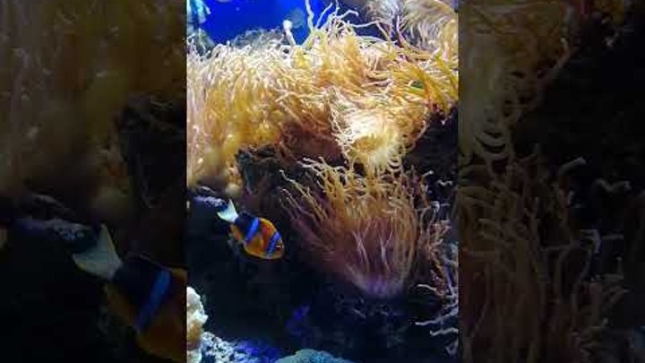 Удивительный Подводный Мир🐠 60 fps Amazing underwater World #shorts