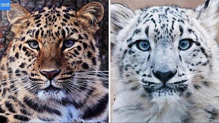 Снежный Барс и Дальневосточный Леопард, в Чём Отличие?