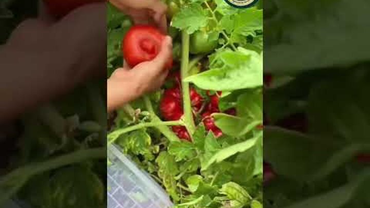 Хитрое выращивание томатов #грядки #теплица #парник #рассада #помидо ...