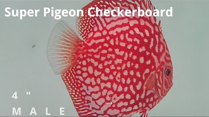 Super Pigeon Checkerboard 4" Male