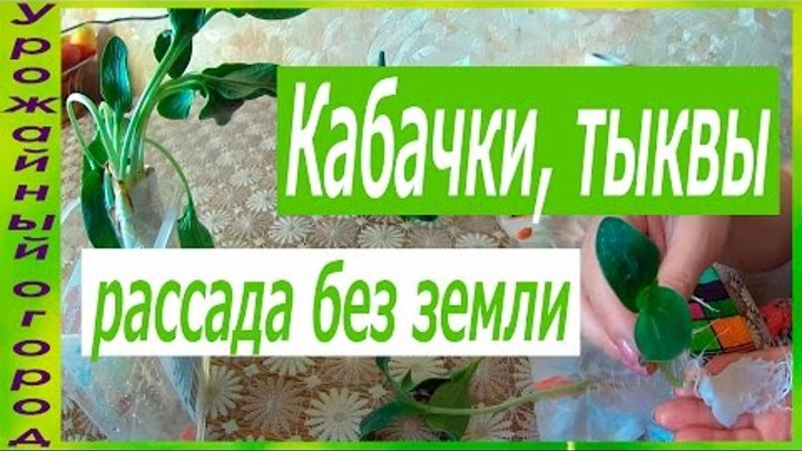 РАССАДА КАБАЧКА И ТЫКВЫ БЕЗ ЗЕМЛИ!2 ЛУЧШИХ СОРТА!