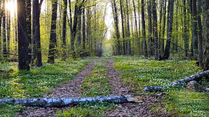 12 HOURS of birds singing in the spring forest.  Video about relaxat ...