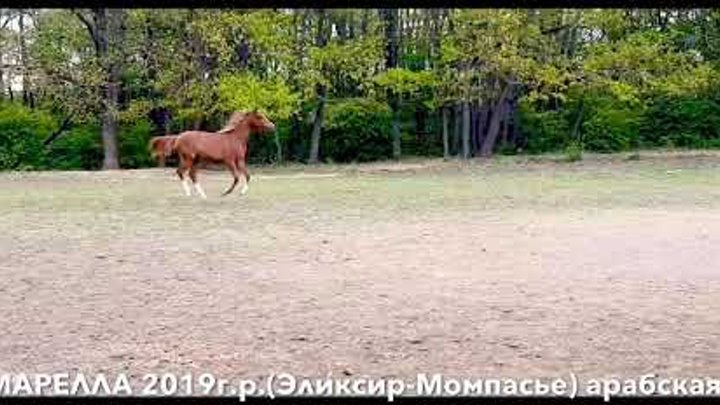 Продажа лошадей тел., WhatsApp +79883400208 (МАРЕЛЛА 2019г.р.)