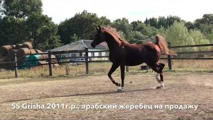 Продажа лошадей тел., WhatsApp +79883400208 (SS Grisha 2011г.р.)