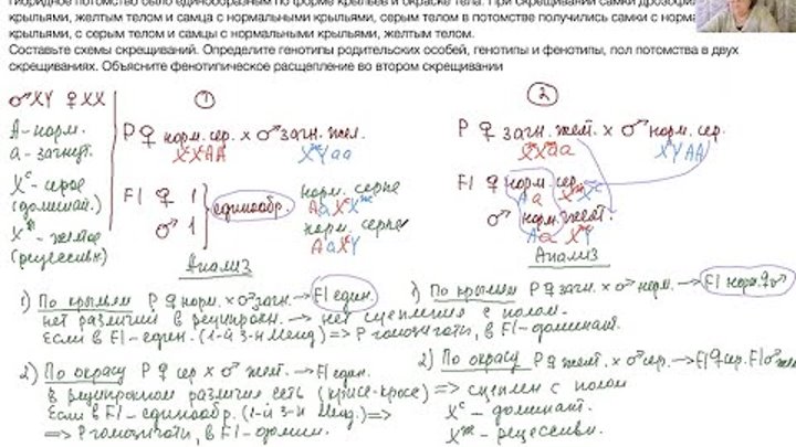 Решение задач по биологии 11 класс. Задачи по генетике биология Крисс крос. Пример решения 28 задания ЕГЭ биология. Решение задач по биологии ЕГЭ 28 задание. Задачи по биологии по генетике.