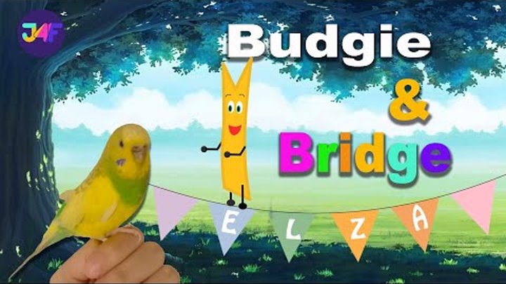 Game with a Budgie How to Train a Parrot Игры с Попугайчиком Как тре ...