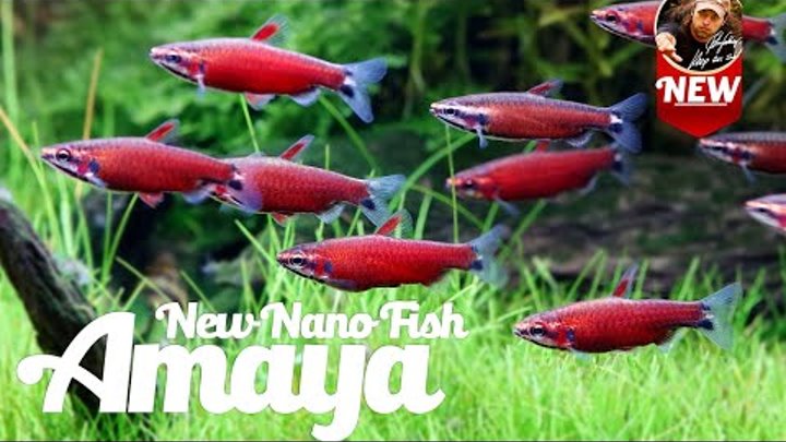 New Exciting Nano Fish - Nannostomus sp. Amaya