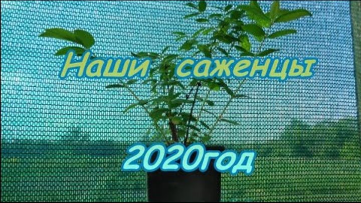 НАШИ САЖЕНЦЫ-2020г.