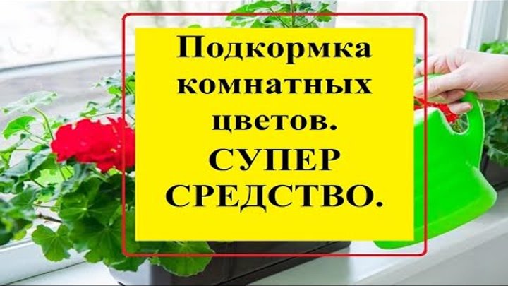 Подкормка комнатных цветов домашними средствами.