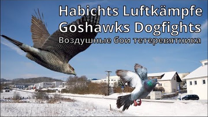 Winter flight of pigeons and violent hawk attacks! Pigeons play with ...