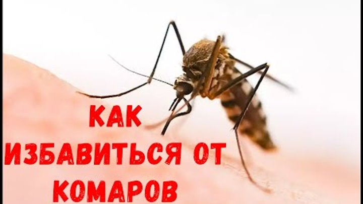 Как избавиться от комаров в квартире или доме [ Народные средства от ...