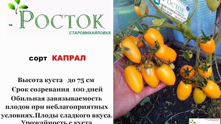 желтый томат сорт КАПРАЛ семена ДНР