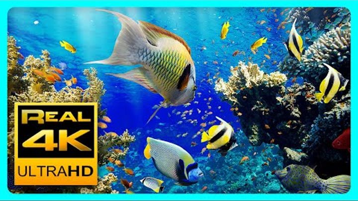 The Best 4K Aquarium for Relaxation II 🐠 Sleep Relax Meditation Mus ...