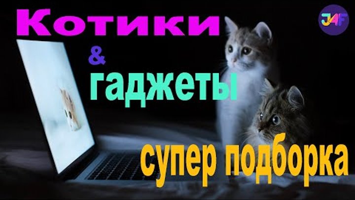 #cats #gadgets #funny_video || Pets & Gadgets || Котики и Гаджет ...