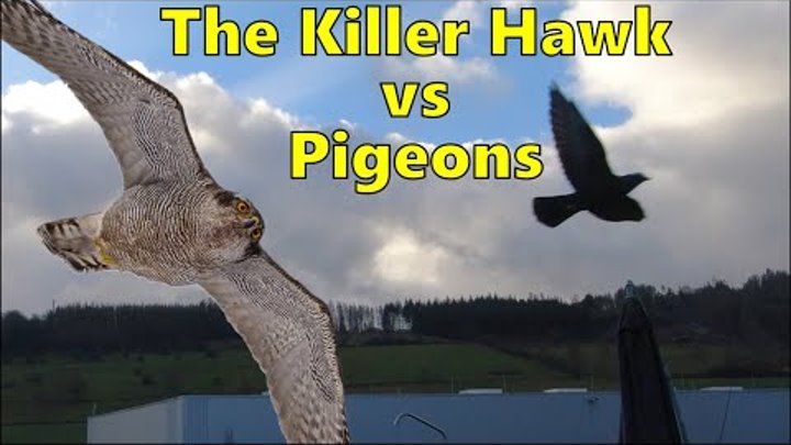 Goshawk hunts my pigeons like a peregrine falcon | Stunning dive attacks