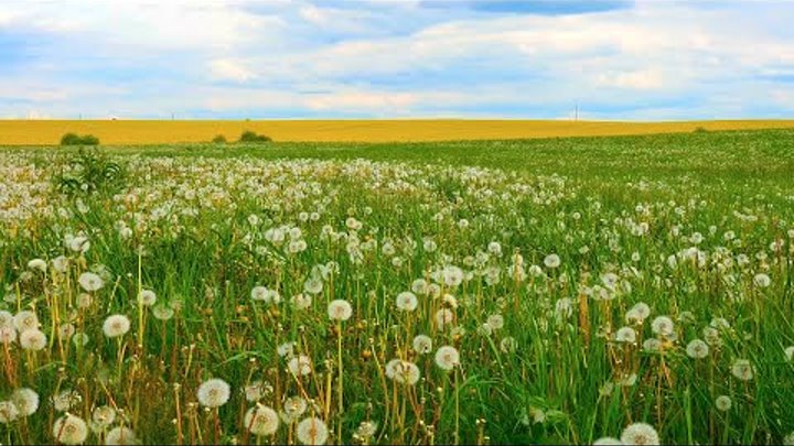 Forget about problems. Spring meadow with sounds of nature, wildflow ...