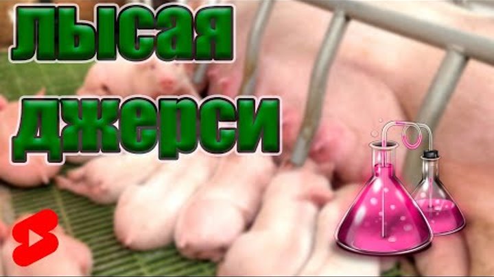 ЛЫСАЯ ЖДЕРСИ небольшой перекус #shorts