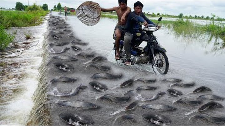 OMG! Found A lot Big Catfish on The Road after Crossing Water - Best ...