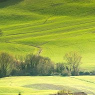 Кариша Кариша