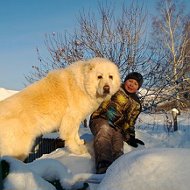 Евгений Попович