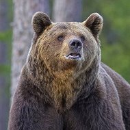 Сибирский Медвед
