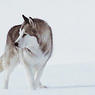 Волчица )))