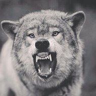 Злой Волк