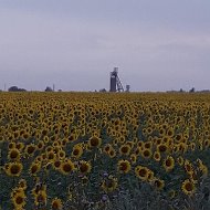 Светлана Островская